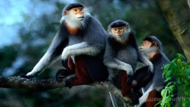 Cuc Phuong National Park - Full Day Tour image 2