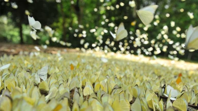 Cuc Phuong National Park - Full Day Tour image 3